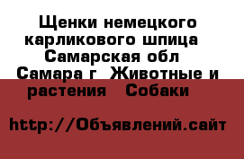 Щенки немецкого карликового шпица - Самарская обл., Самара г. Животные и растения » Собаки   